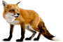 ryf:fox-png-6.png