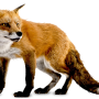 fox-png-6.png