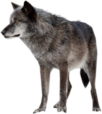 wolf-high-quality-png.png
