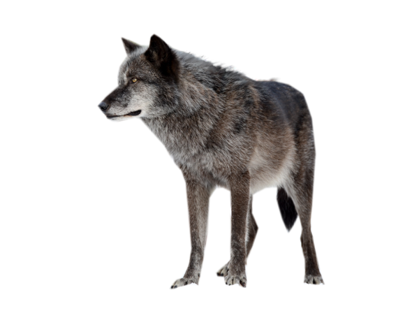 wolf-high-quality-png.1478490595.png
