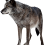 wolf-high-quality-png.png