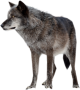 ryf:wolf-high-quality-png.png
