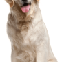 dog-png-file.png